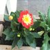 PETUNIA (@petunia3025) Twitter profile photo