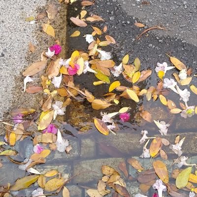 BhavaniLizbeth's profile picture. Aquí estoy, por ahora...