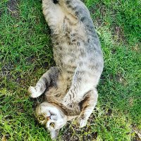 neguevX (@neguev1) 's Twitter Profile