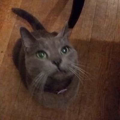 traumaticrose's profile picture. Jewish archivist-in-training. Grammar vigilante, larper, writer, and word nerd. She/her.