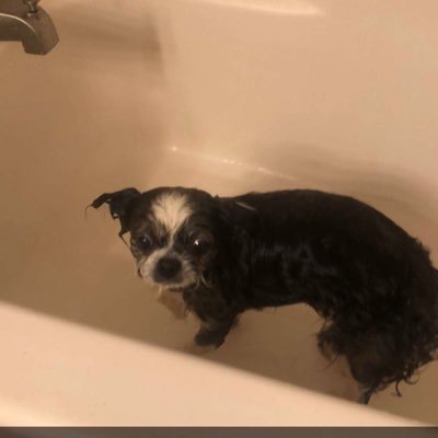 AustinRepp's profile picture. @DBotStudio