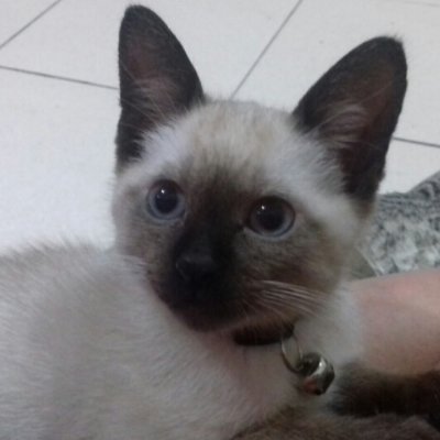 JemimaVicentini's profile picture. viver intensamente cada experiencia