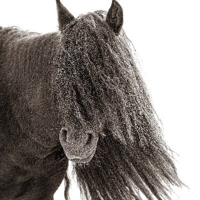 Wild horse photographer #wildhorsesofsableisland.  Photographic guide.  For trip info please sign up to my newsletter.   Prints available. https://t.co/sw8s1OVtfR