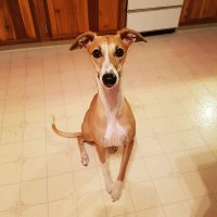 Sandy The Whippet And Friends (@sandythewhippet) 's Twitter Profile