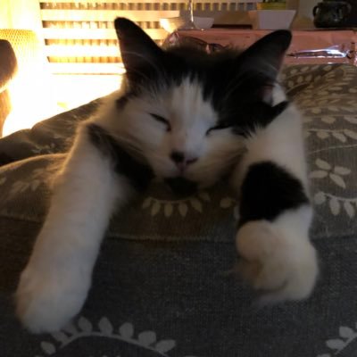 SDPsonia's profile picture. 