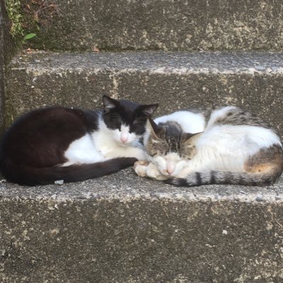 成人済 好きなものを好きなだけ リアル日常のメモやくさった呟き専用の為常時🔑付き いいねRTは全力で好き!という意味です🔑で申し訳ない🙇♀️ 現在の主食G🪓🟩🟧&🟧右