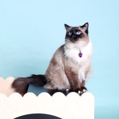 I was Balinese kitty, who mastered the art of napping. I hated cat treats, catnip and cuddles yet I was puuuurrrrfect for my family. RIP March 23 2025