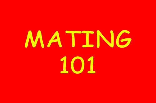 mating101's profile picture. Deeper than dating... It's mating.