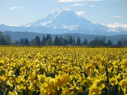 ILovePuyallup's profile picture. Puyallup is great! Follow and learn about the great restaurants, attractions, and people. See you in Puyallup, WA soon!