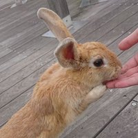 ろびん@相互フォロー募集中 (@qvpsefq9ybu7tdb) 's Twitter Profile