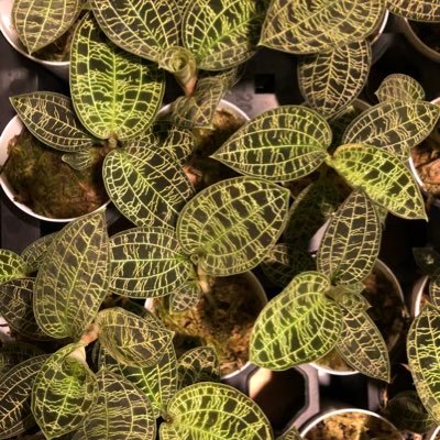 zassou_ya's profile picture. 