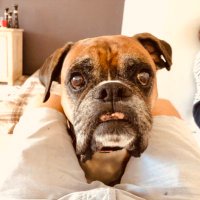 ObiBenKenobi (@obibenkinobi1) 's Twitter Profile