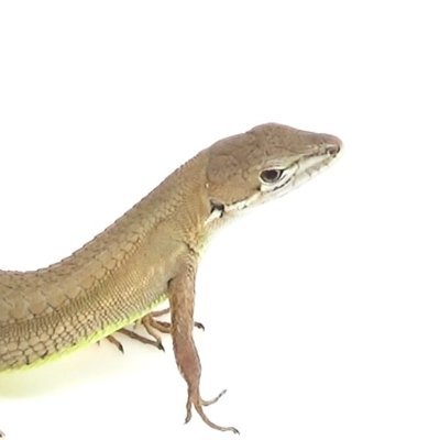 生物系チャンネル おーちゃんねる 公式 Ohchannelb Twitter
