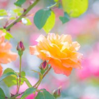 ハナミズキ (@hanamizukitto) 's Twitter Profile Photo