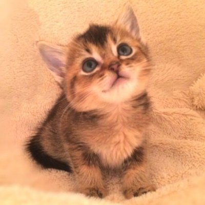 猫や犬をはじめ動物が大好きです💕
かわいい動物の動画や画像をツイート・RTしています🥰
ツイートの頻度や数にはバラつきがあります😌
よければフォロー・RT・イイネよろしくお願いします!୧꒰*´꒳`*꒱૭✧💖
無言フォロー・フォロバ失礼します🙇
リプ・DMを見逃してしまった方がいたらゴメンなさい😟