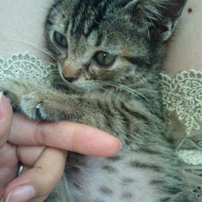 ママが始めたふうちゃん紹介零細アカウントです🐈
二人とも天国へ行ってしまいましたが
パパが二代目管理人を務めます！
11/20、新たに女のコをお迎えしました！名前は二代目ふうちゃんです🤣男三人で姫をお守りする所存です！

YouTubeは休止中