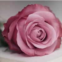 ּ؏ــبــۑْۧــڔ🌹 (@abeer130000) Twitter profile photo