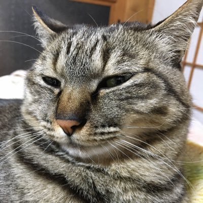 くまみさんのプロフィール画像