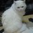yamachandocomo's profile image