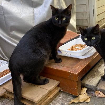 迷い猫見つかりました Mayoi Neco Pero Twitter