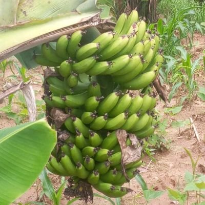 Chrishustler9's profile picture. Life is one big party