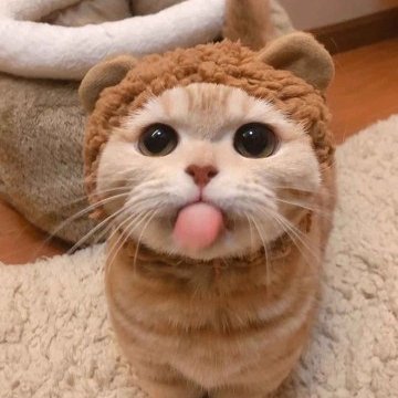EduardScheske's profile picture. 