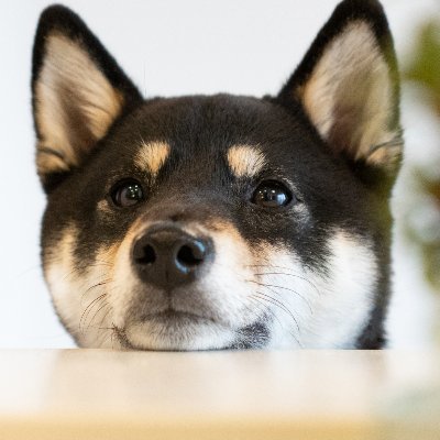 sibapan1019's profile picture. 黒柴女子🌸2017/10/19  名前はパン。 物静か系食いしん坊わんこ 犬や柴犬好きな方宜しくです💖#黒柴 #柴犬 #豆柴 #shibainu ☺️Youtubeに動画UPしてます➡https://t.co/JD0xOENG1v…?