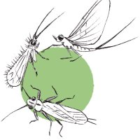 IUCN_riverflies (@iucn_riverflies) 's Twitter Profile