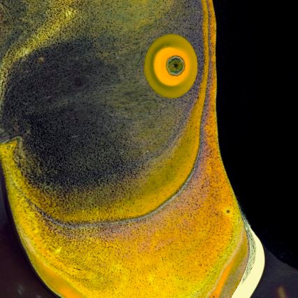 thierrylalleme1's profile picture. Artisan de la vie.