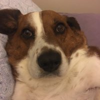 sarah no justice, no peace 🧩 (@sarahwinsc) 's Twitter Profile
