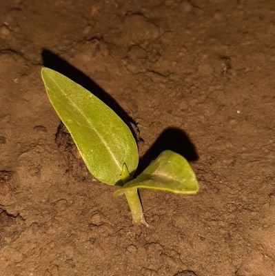 logicallyyour's profile picture. 