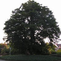 Bomentweets (@bomentweets) 's Twitter Profile