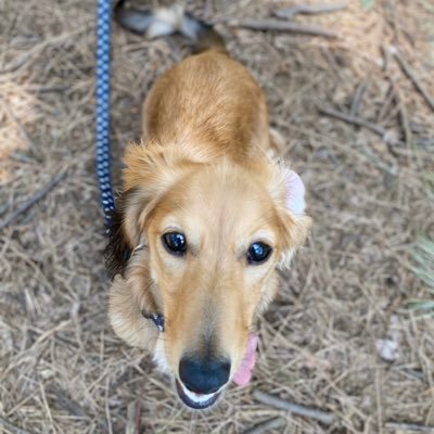 ミニチュアダックスフントのおこげと申します🐕まだまだ成長中ですがよろしくお願いします👍 おこげの成長過程を載せていきます。おこげは顔より耳がでかいよ👂!! ※女の子です