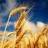 D_Wheat's profile image