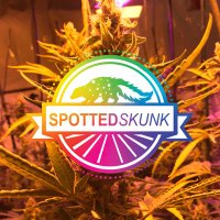 Spotted Skunk LLC(@SpottedSkunkLLC) 's Twitter Profile Photo