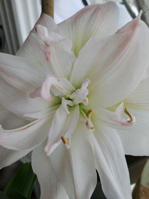 Kyuss50501357's profile picture. proud Canadian