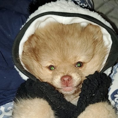 OWebull's profile picture. I make a living trading stocks