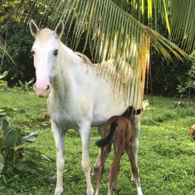 Horseback riding tourism and rescue center