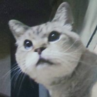 まっちゅー (@matsuu_t) 's Twitter Profile