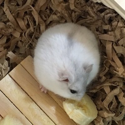 福島在住。爬虫類初心者です。飼育している爬虫類について発信していきます。水棲カメ大好きです🐢無言フォロー失礼します🙇♂️無言フォロー大歓迎です😁