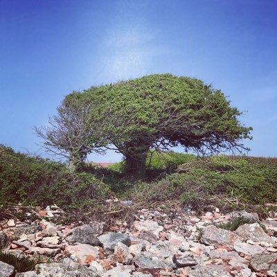 angiemazing's profile picture. MA BA Hons #ComputerAnimation #Autism advocate #equality #ExLabour #art #GTTO #carers advocate #organic choice #antiGMO #antifracking #LovePenarth