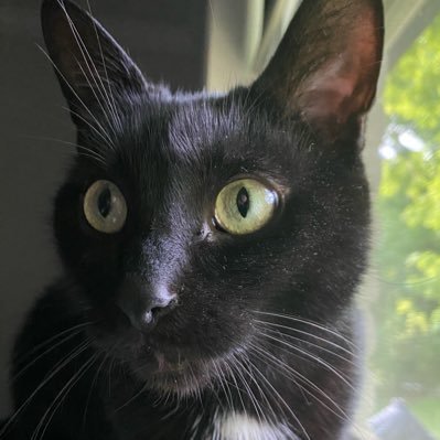 Calcifer