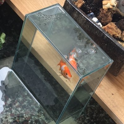 Toshi Ch 久々出社の後の金魚見ながらのビールがたまらなく美味しい ビールはアサヒ派です 金魚 アクアリウム 金魚好きさんと繋がりたい 金魚水槽 ベランダビオトープ アサヒスーパードライ T Co Xviyxrbyub Toshi Ch 久々出社の後の金魚見ながらのビールがたまらなく美味しい ビールはアサヒ派です 金魚 アクアリウム 金魚好きさんと繋がりたい 金魚水槽 ベランダビオトープ アサヒスーパードライ T Co Xviyxrbyub