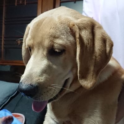 野外フェス💃🌈音楽🎸&犬🐶大好き