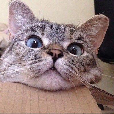 hVln8gBj100Fgid's profile picture. 