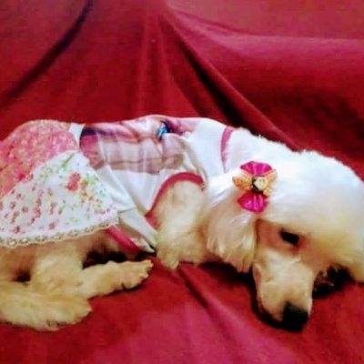 Jessica98937429's profile picture. Sou feliz