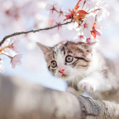 Hey guys!! This is 【Japanese cat youtube channel】🐈 The videos are uploaded 【every day】🎥 I want people around the world to know more about Japanese cats❗️#cats