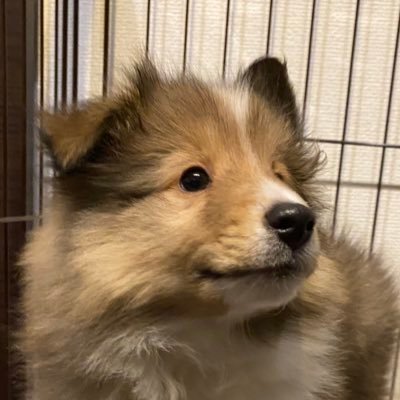 シェルティの仔犬モルト(♂)です🦊 成長記録を公開していきます。 instagram: malt_sheltie