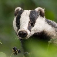 Editor George(@George_Q_Badger) 's Twitter Profile Photo