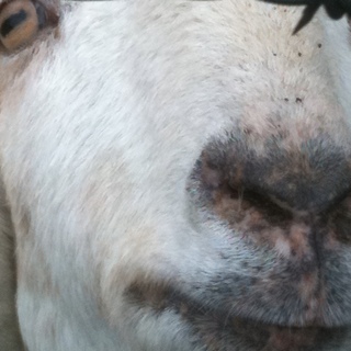 Wittersterrt's profile picture. 